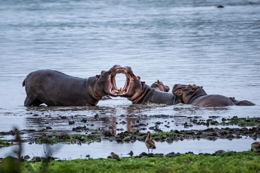 Dispute